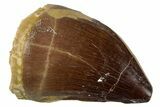 Large, Fossil Mosasaur (Prognathodon) Tooth - Morocco #262811-1